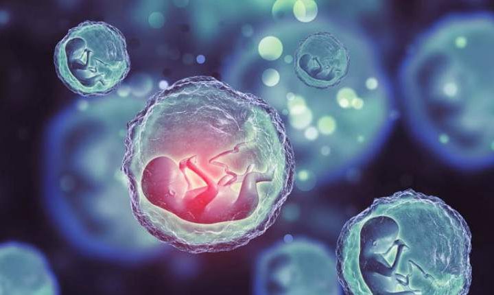 خرید و فروش آزادانه تخمک تا ۲۰ میلیون تومان!