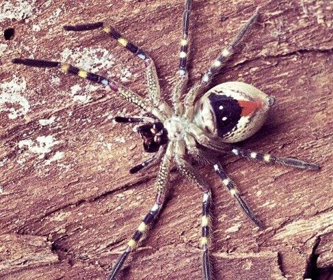 کشف ژن مسئول شکل ساعت شنی در عنکبوتیان