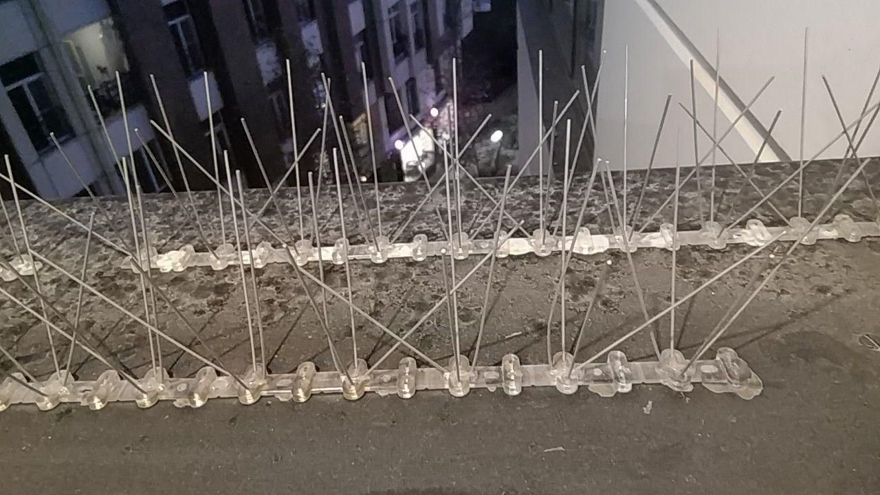 تاثیر شاخک پرنده پران در تمیزی ساختمان 8 22