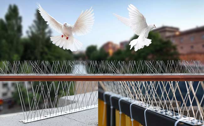 تاثیر شاخک پرنده پران در تمیزی ساختمان 9 3 7