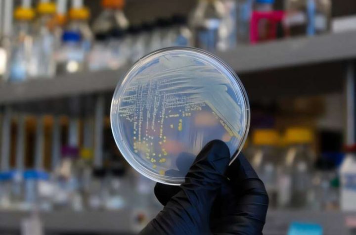 تنوع شگفت‌انگیز میکروب‌ها و نقش ویتامین‌ها در شکل‌دهی خاک