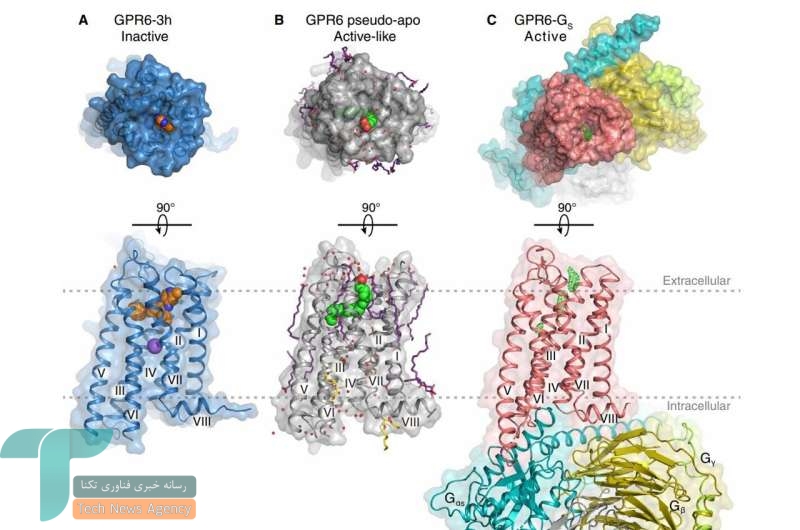 کشف جدیدی که  بیماران را به درمان بیماری پارکینسون امیدوار می کند