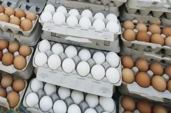 قیمت تخم مرغ