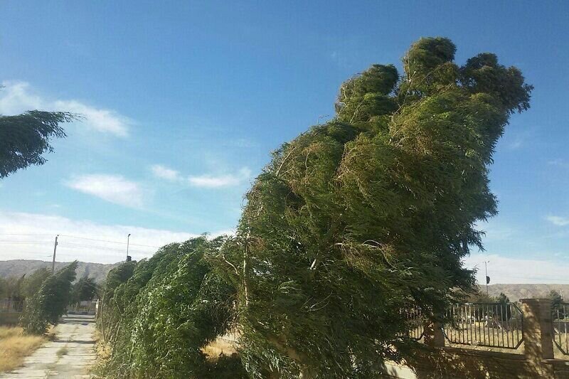 هشدار خبردار: شستشوی برگ‌ها پس از طوفان و گردوغبار، ضرورتی حیاتی برای کشاورزی
