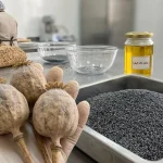 شقایق الیفرا و تولید داروهای نوین